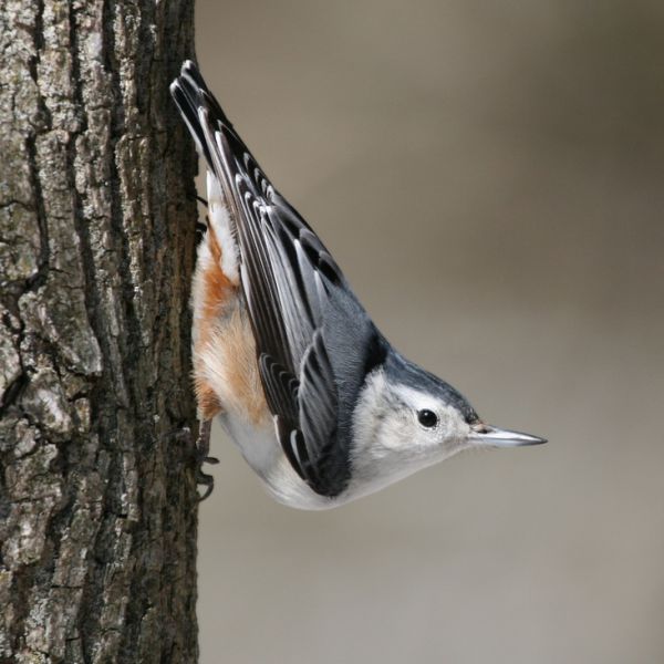 White-breasted nuthatch