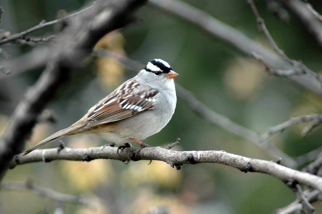 White-crowned sparrow