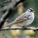 White-crowned sparrow