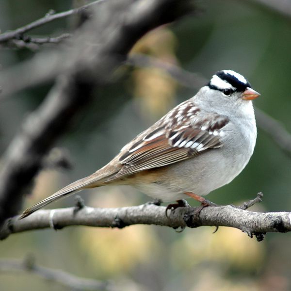 White-crowned sparrow