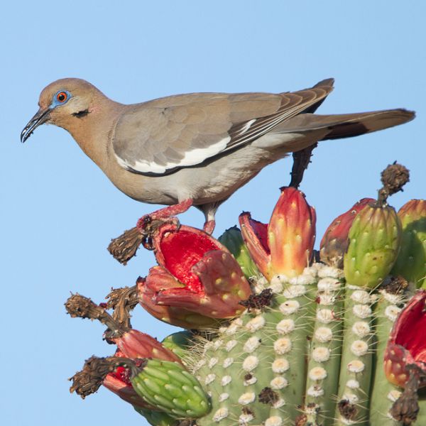 White-winged dove