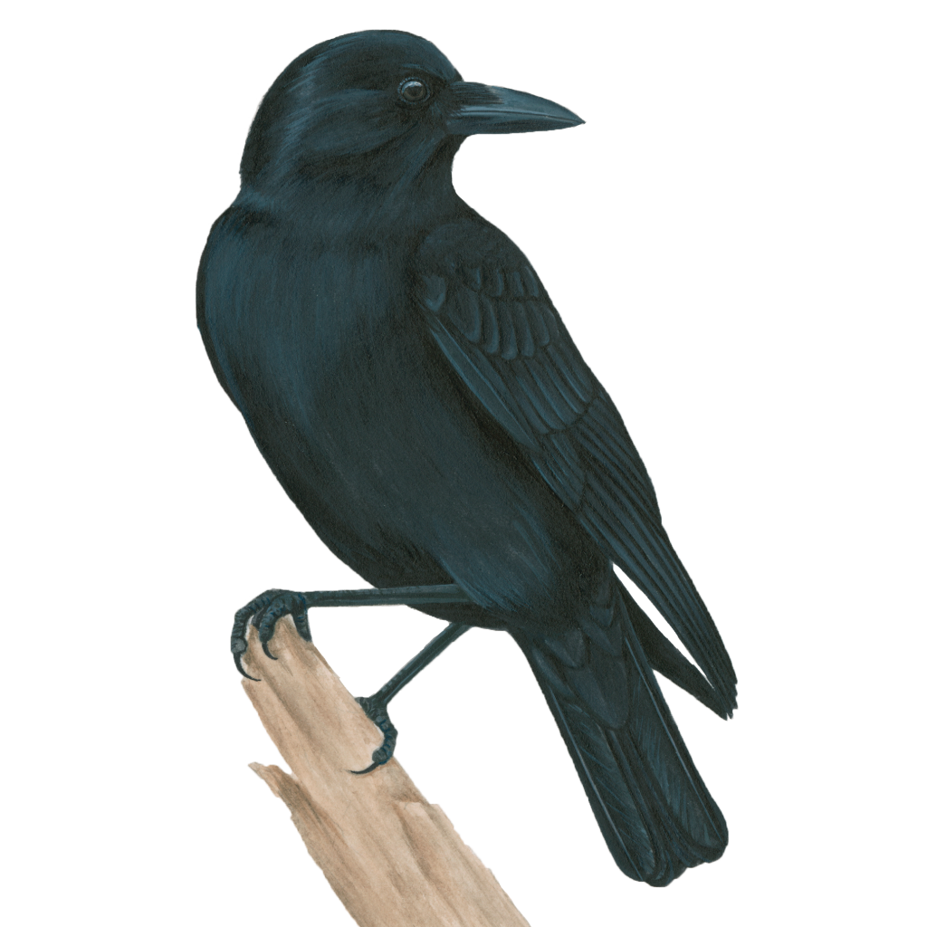 American crow