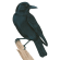 American crow