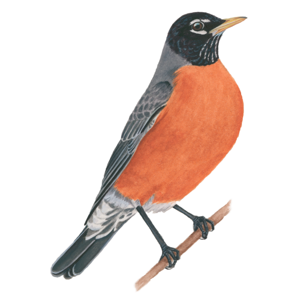 American robin