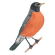 American robin