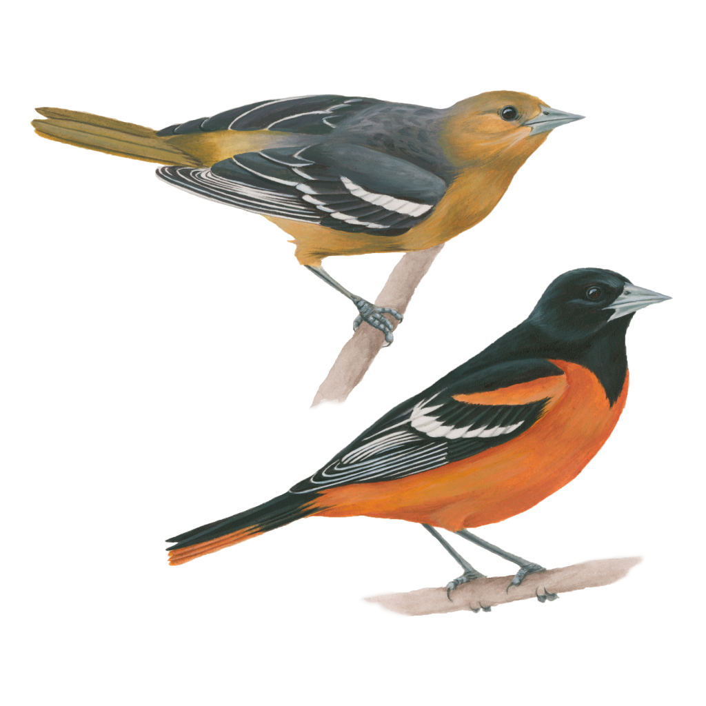 Baltimore oriole