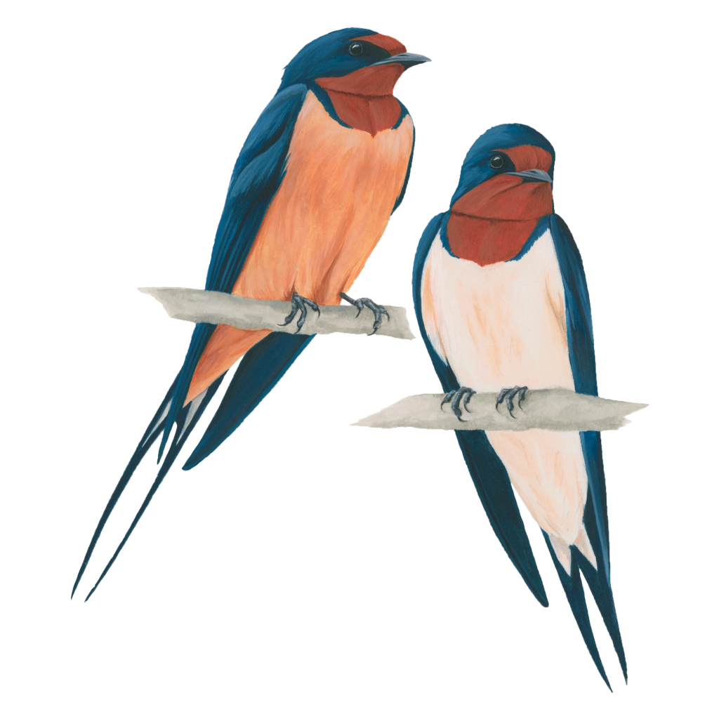 Barn swallow