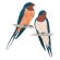 Barn swallow