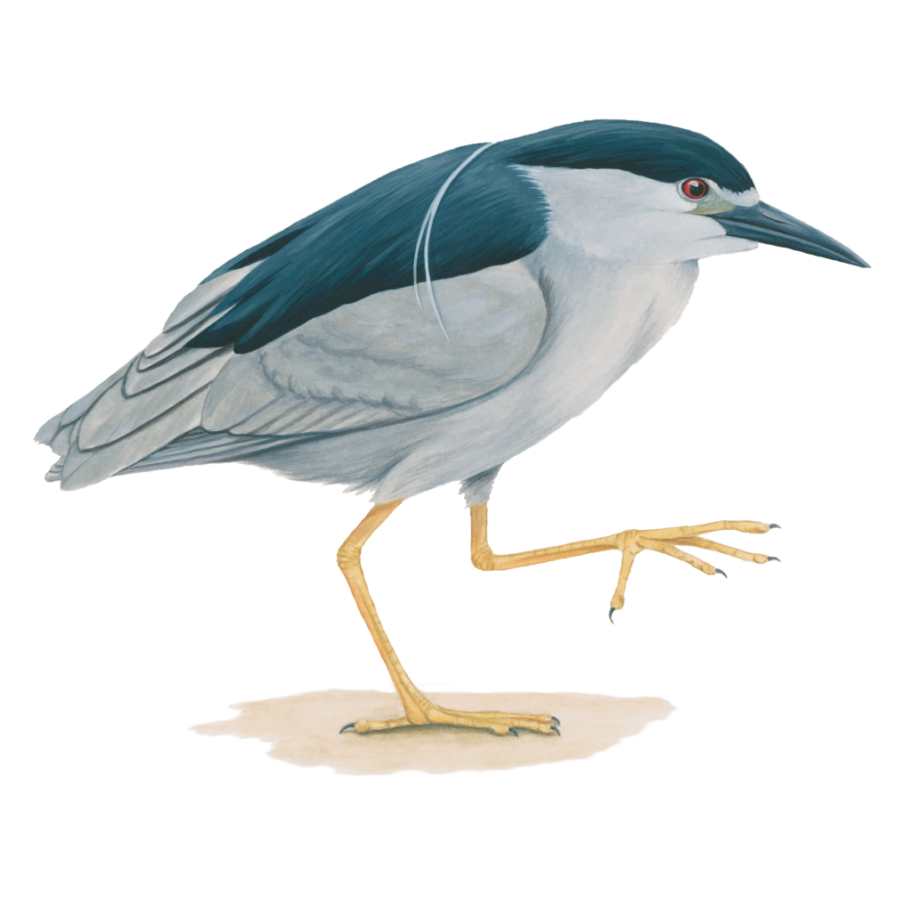 Black-crowned night heron