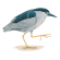 Black-crowned night heron