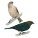 Brown-headed cowbird