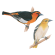 Bullocks oriole