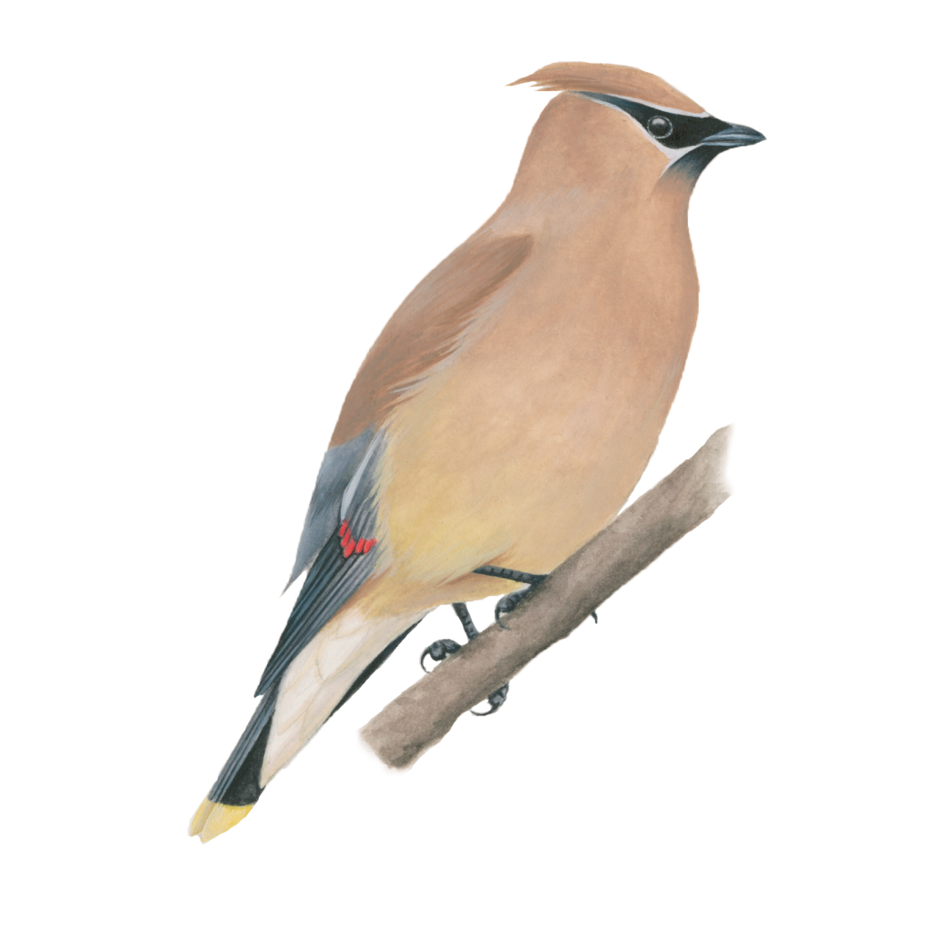 Cedar waxwing