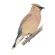 Cedar waxwing