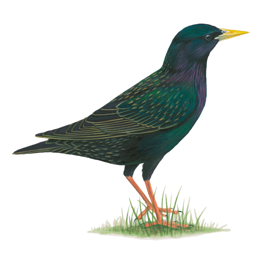 European starling