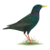 European starling