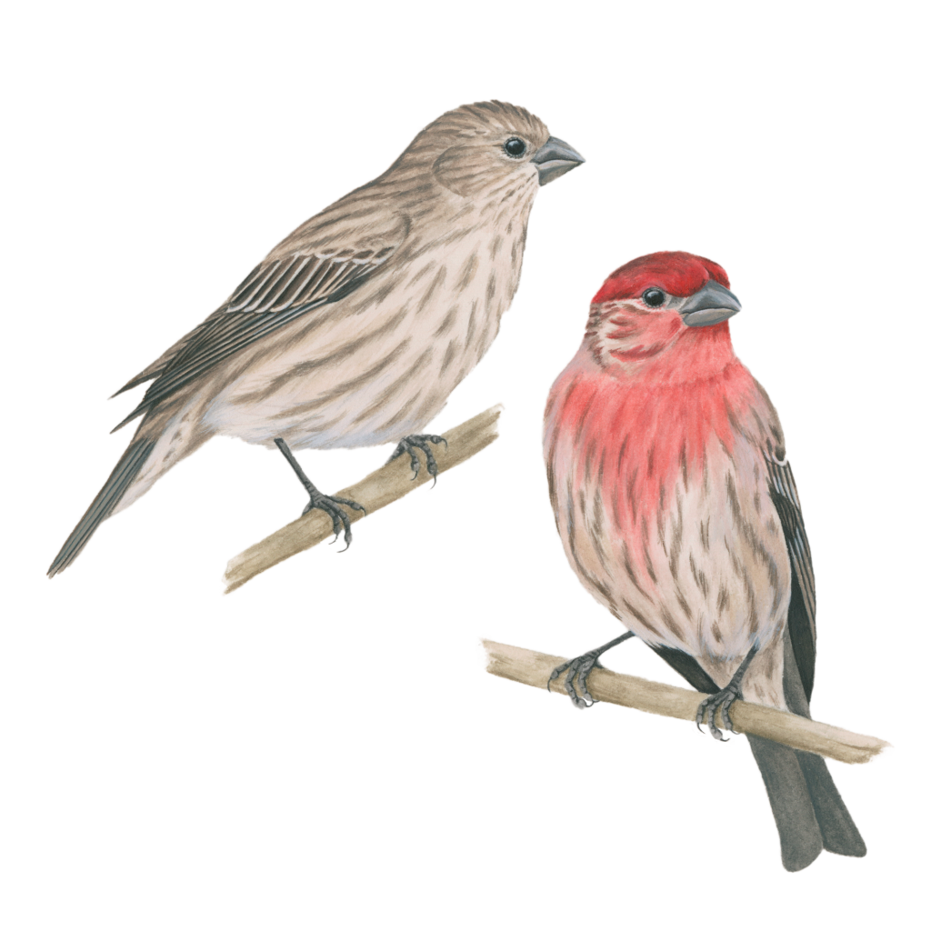 House finch