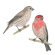 House finch