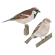 House sparrow