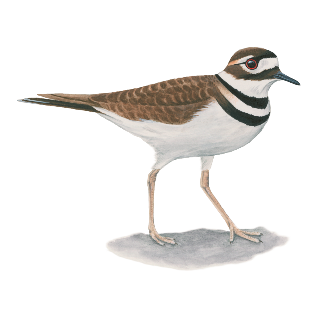 Killdeer