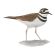 Killdeer