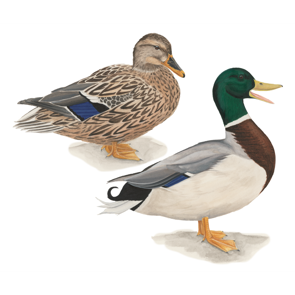 Mallard