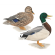 Mallard