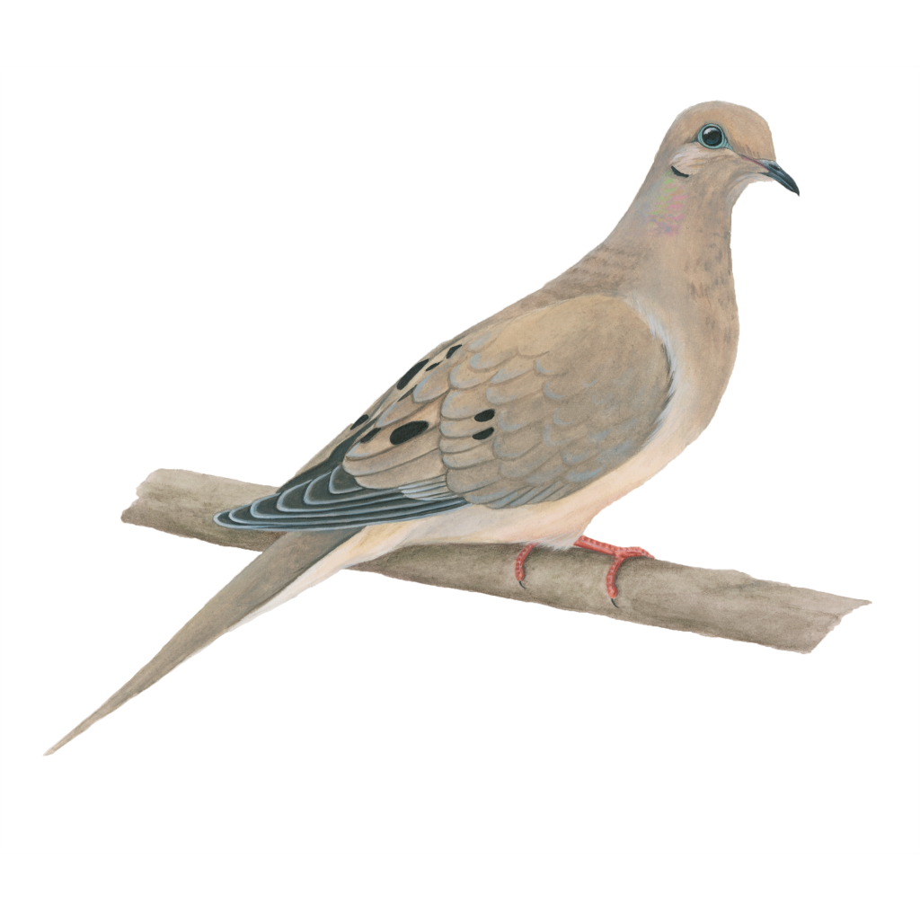 Mourning dove