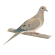 Mourning dove