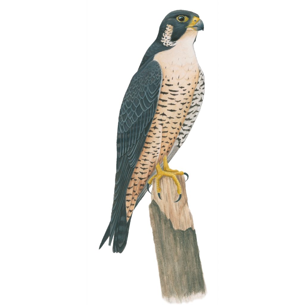 Peregrine falcon