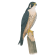 Peregrine falcon