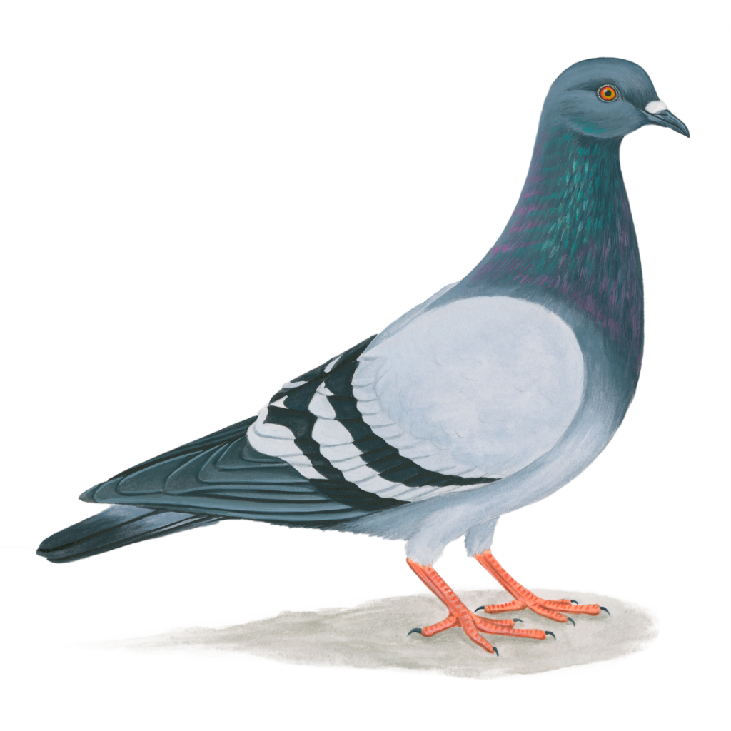 Rock pigeon