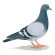 Rock pigeon